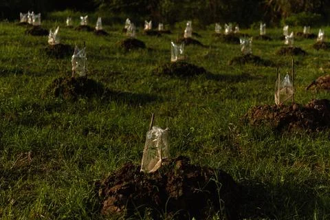 Young seedlings on undulating field Stock Photos