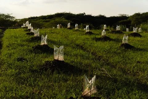 Young seedlings on undulating field Stock Photos