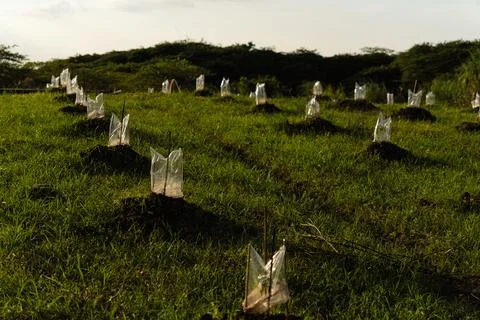 Young seedlings on undulating field Stock Photos