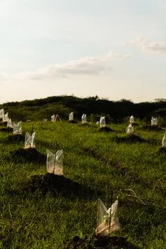 Young seedlings on undulating field Stock Photos