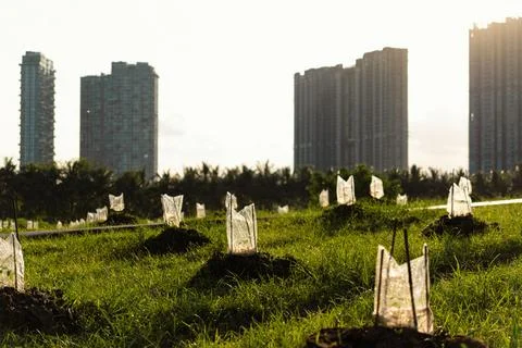 Young seedlings on undulating field Stock Photos