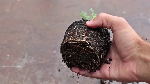A young Sequoia tree in the hand of a gardner Stock-Footage 207159009