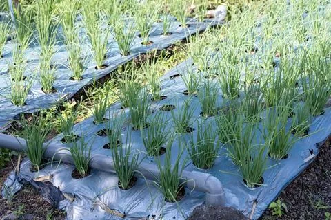 Young Shallots Growing Through Plastic Mulch Stock Photos