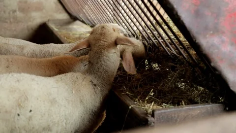 Young Sheep Eat in a Barn Stock-Footage 99553426