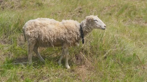 A young sheep eats grass in a field. The lamb eats grass. Sheep in the Stock Footage 196694997