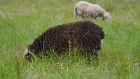 A young sheep eats grass in a field. The sheep eats grass. Sheep in the Stock Footage 201889970