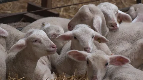 Young Sheep Gathered Together Inside Farm Barn Stock-Footage 344662327