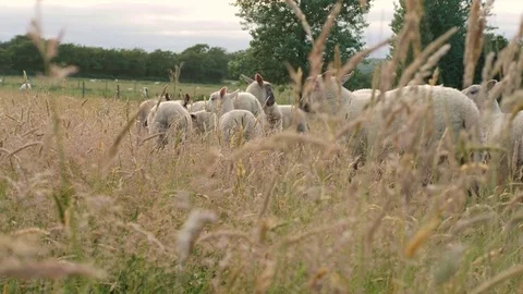 Young sheep lambs in long grass Stock Footage 77970107