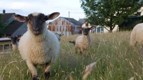 Young sheep lambs in long grass Stock Footage 77970344