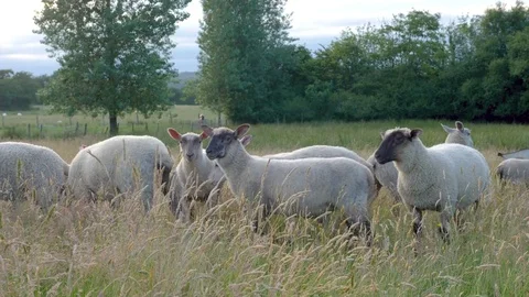 Young sheep lambs in long grass Stock Footage 77970598