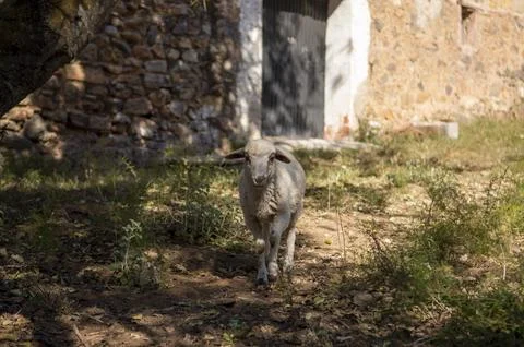 Young sheep looking at the camera in front of the farmhouse Stock Photos