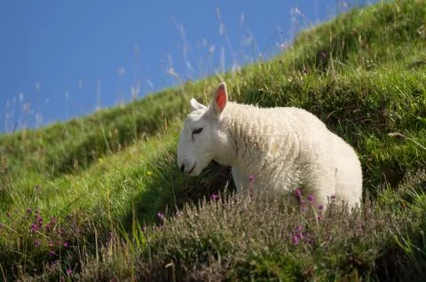 Young sheep Stock Photos