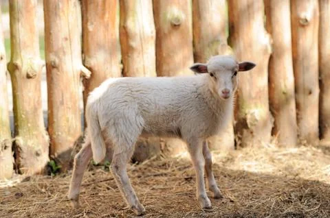 Young sheep Stock Photos