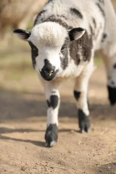 Young sheep Stock Photos