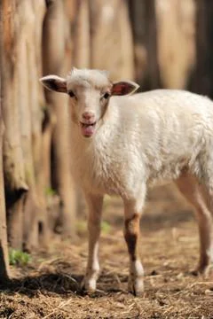 Young sheep Stock Photos