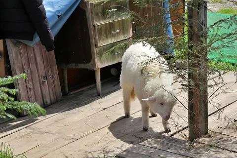 Young sheep Stock Photos