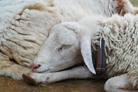 Young sheep sleep Stock Photos