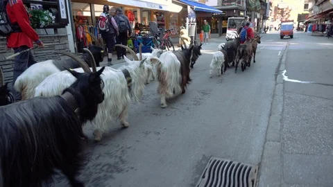Young shepherd boy guiding herd of goats through mountain village in Zermatt Stock Footage 93270833