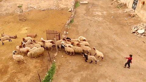 Young shepherd boy guiding sheep flock into barnyard with confidence and care Stock Footage 317071813