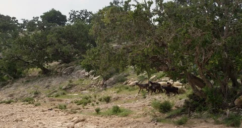 Young shepherd boy taking care of goat herd Video stock 105370153