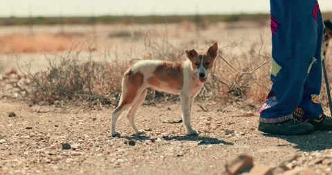 Young Shepherd Dog Panting on a Leash in Desert Heat Stock Footage 321771609