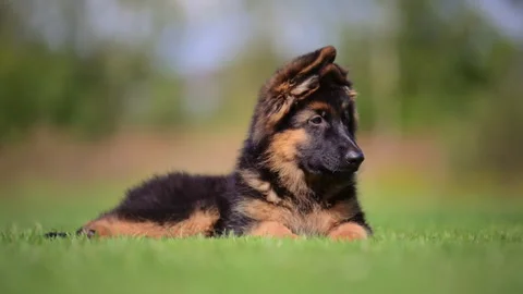 Young shepherd dog relaxing on grass, lifestyle slowmo footage Stock Footage 317757880