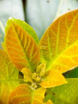 A young shoot of an avocado tree Stock Photos