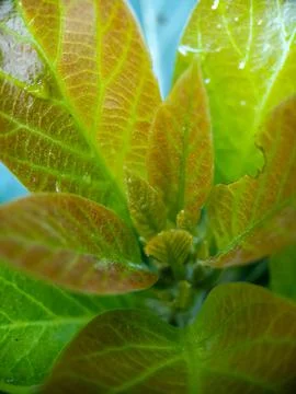A young shoot of an avocado tree Foto stock