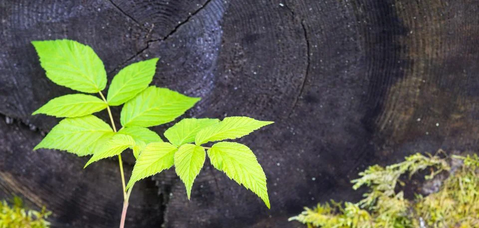 Young shoot of a bush of raspberry Stock Photos