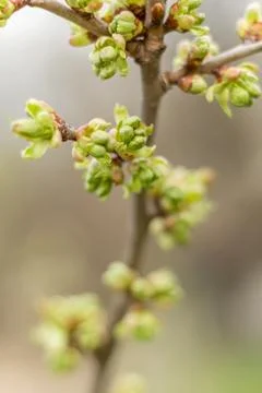 Young shoot on a currant bush, spring garden.... young shoot on a currant bus Stock-Fotos