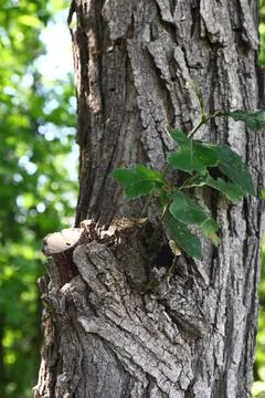 Young Shoot Growing from Old Tree Trunk 写真素材
