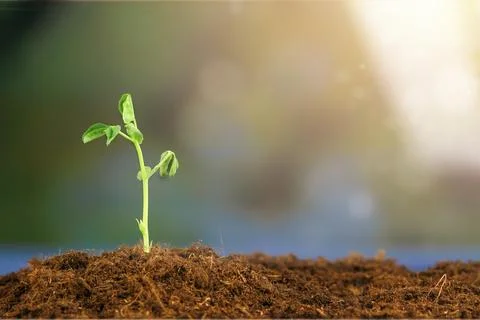 A young shoot grows from the ground in the bed, a plant in the garden. Stock Photos