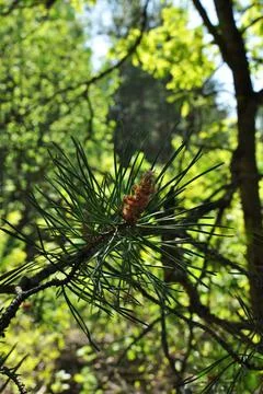 Young shoot on a pine branch. Stock Photos