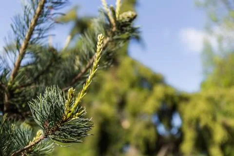 A Young shoot of a pine Stock Photos