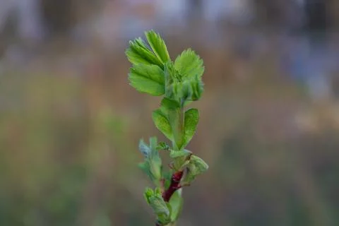 Young shoot of spring foliage Stock-Fotos