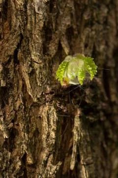 Young shoot on tree bark Stock Photos