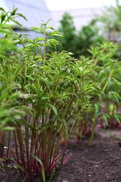 Young shoot of tree peony with unopened bud, spring flowers Stock Photos