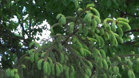 Young shoots ate. Stock Footage 76596264