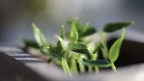 Young shoots of bell pepper Video stock 133636002