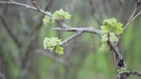 Young shoots with blooming leaves on the background of dry branches. Stock Footage 154264101