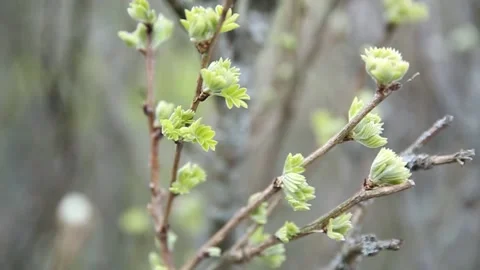 Young shoots with blooming leaves on the background of dry branches. Stock Footage