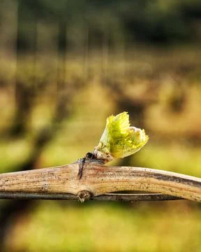 Young shoots on the branches of the vine in spring. Agriculture. Stock Photos