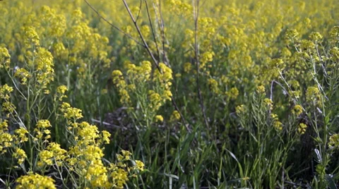 Young shoots of buckwheat Video stock 38706624