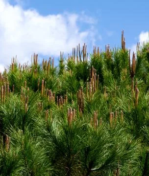 Young Shoots of Cedar Tree Stock Photos