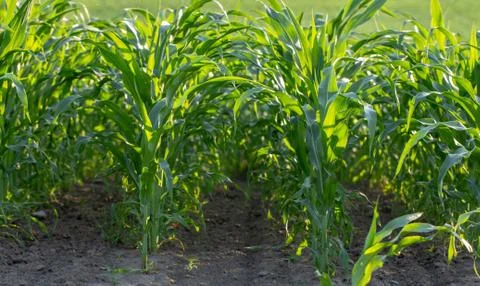 Young shoots of corn, close-up, selective focus Stock Photos