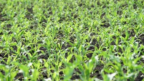 Young shoots of corn Stock Footage 77054346