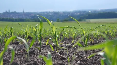 Young shoots of corn Stock Footage 90608605