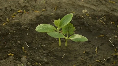Young shoots of cucumbers Stock Footage 138501534
