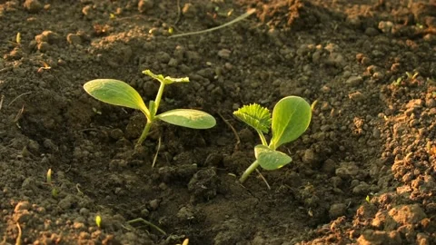 Young shoots of cucumbers, sunlight Stock Footage 138501538