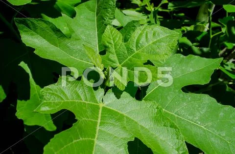 Young shoots of the fig tree Stock Photos